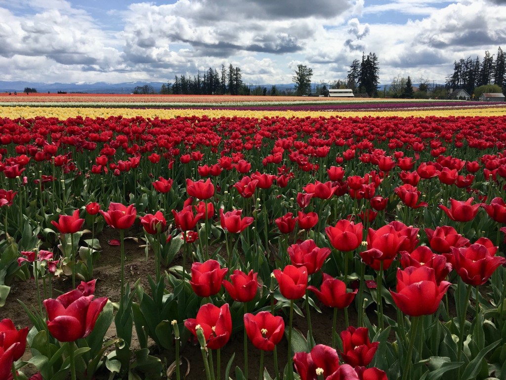 Why I started a&nbsp;Garden